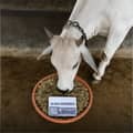 Cow Feeding