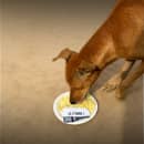 Feed a Stray Dog