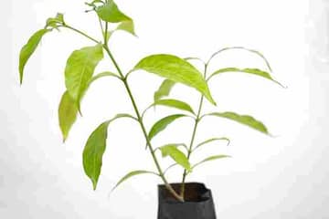 What is given for Plant a Tree
